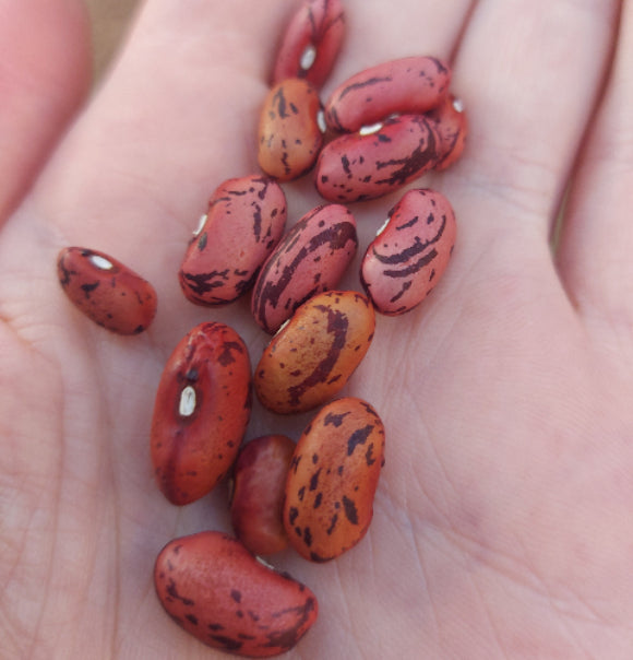 BEAN DWARF 'African Premier' seeds