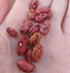 BEAN DWARF 'African Premier' seeds