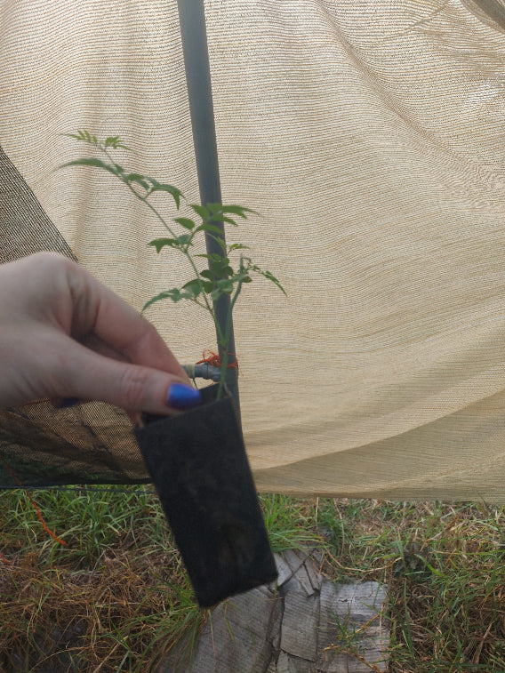 JASMINE Climbing Star Jasminum polyanthum pot plant