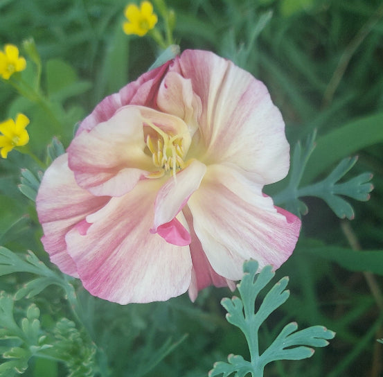CALIFORNIAN POPPY 'Frilled Rose' seeds