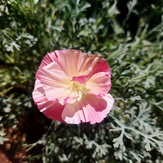 CALIFORNIAN POPPY 'Frilled Rose' seeds