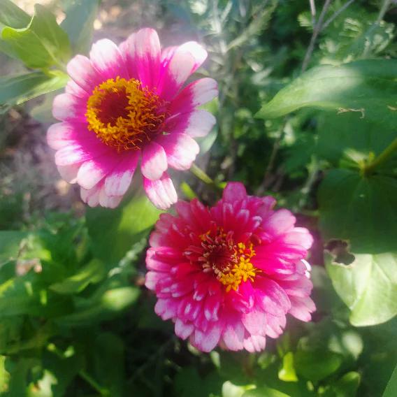 ZINNIA &#39;Carousel&#39; seeds