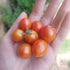 Hand holding a bunch of small red tomatoes with a blurred natural background