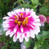 ZINNIA 'Carousel' seeds