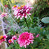 Pink flowers with green leaves in a garden setting