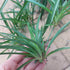 SPIDER PLANT Non variegated RARE - Chlorophytum comosum - Indoor PLANT