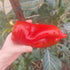 Hand holding a red pepper with a garden background