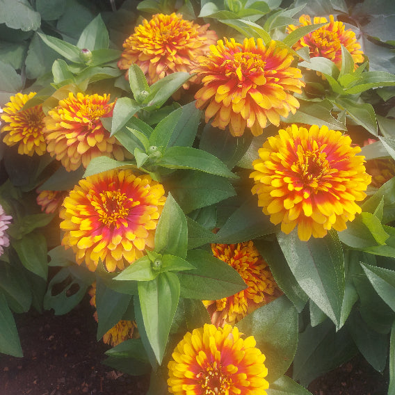 Close-up of vibrant yellow and orange ZINNIA flowers with green leaves.