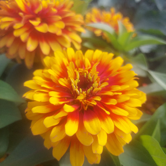Close-up of bright yellow and orange flowers with green leaves.