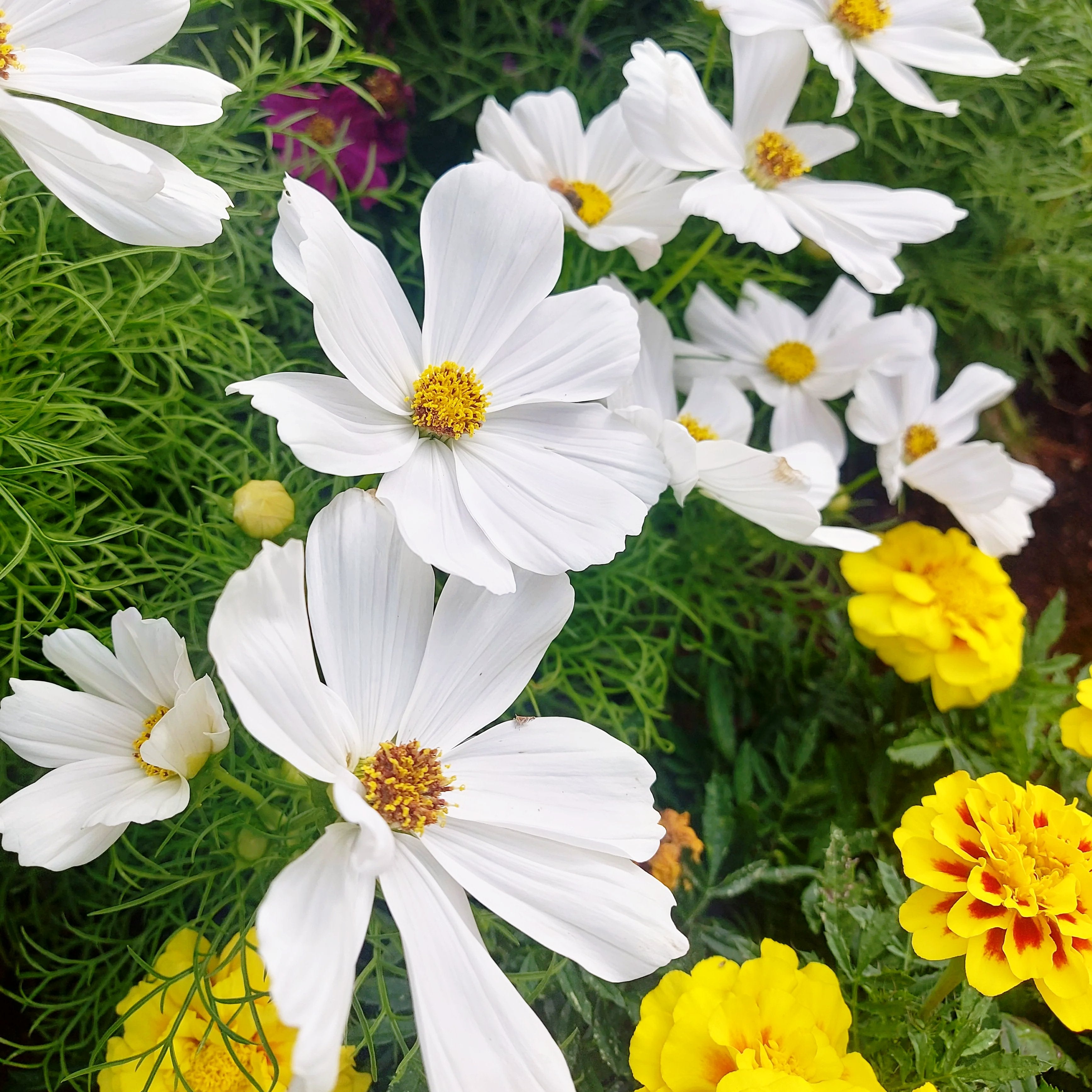 COSMOS 'Purity White' seeds - Boondie Seeds