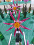 DAHLIA 'Starlight' ORCHID seeds - Boondie Seeds