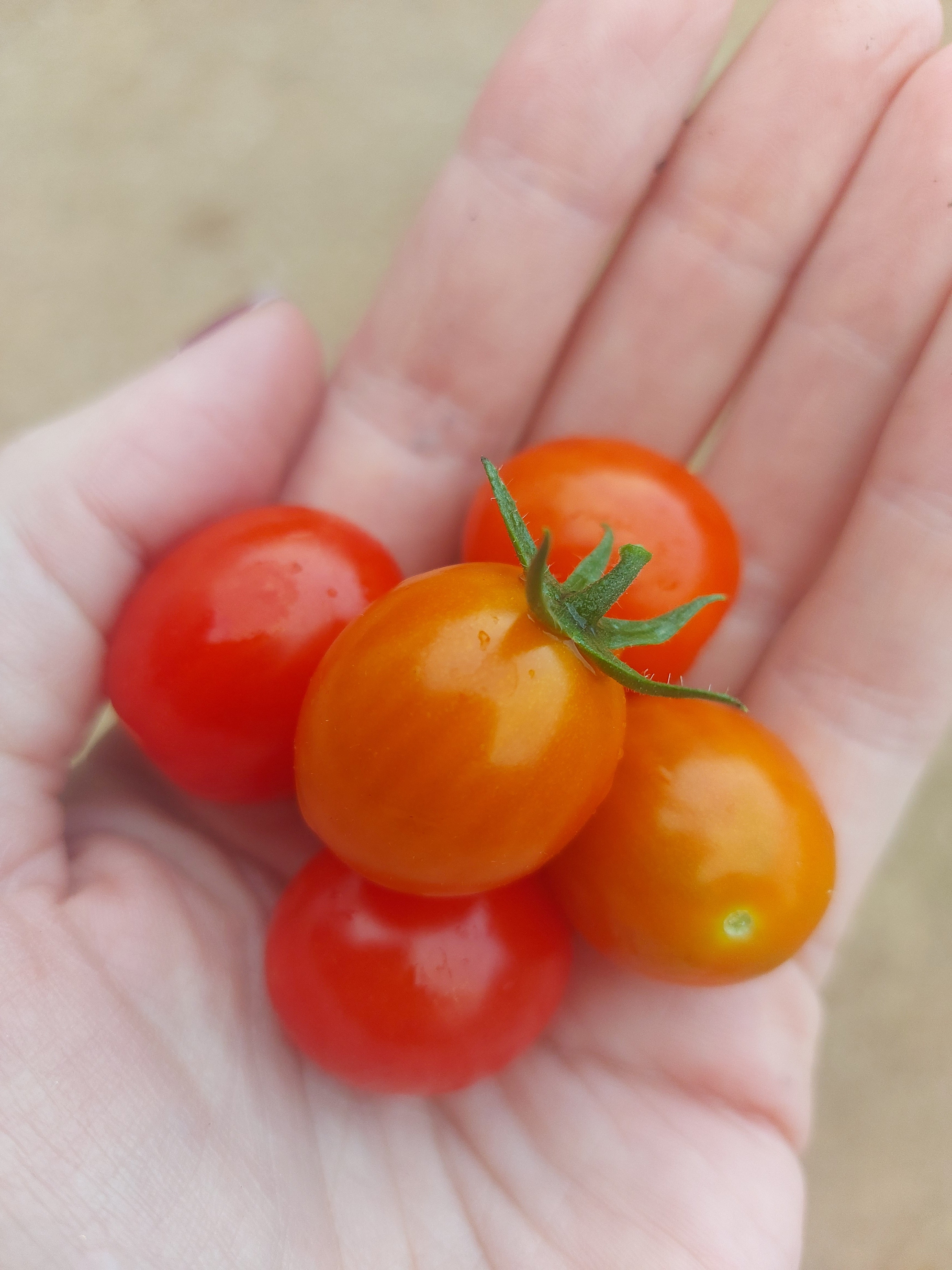 TOMATO CHERRY 'Red Rapunzel'