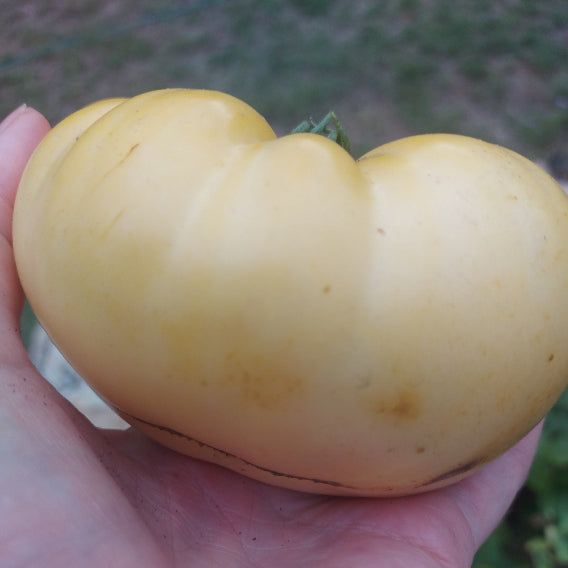 Large white beefsteak tomato