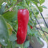 Red chili pepper growing on a plant with green leaves.