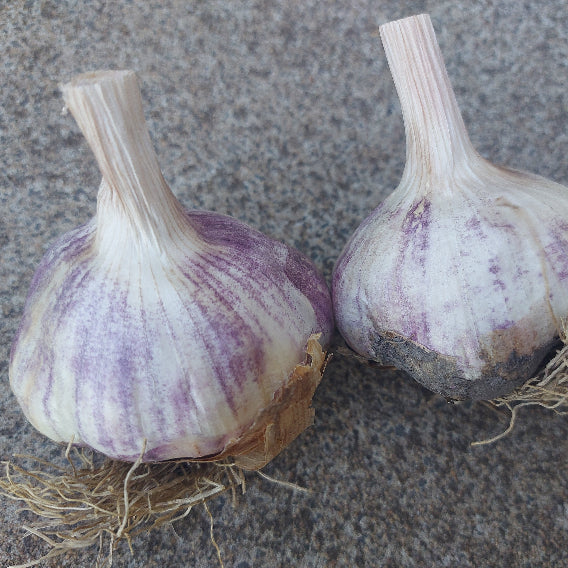 Two garlic bulbs on a textured surface