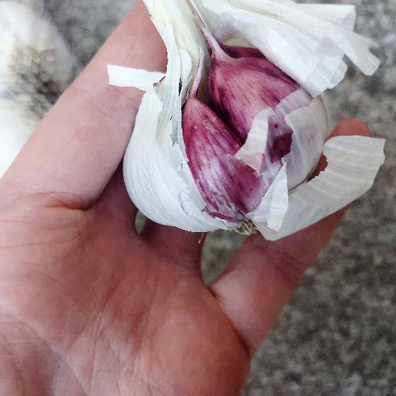 Hand holding a bulb of garlic with pink inner cloves against a blurred background