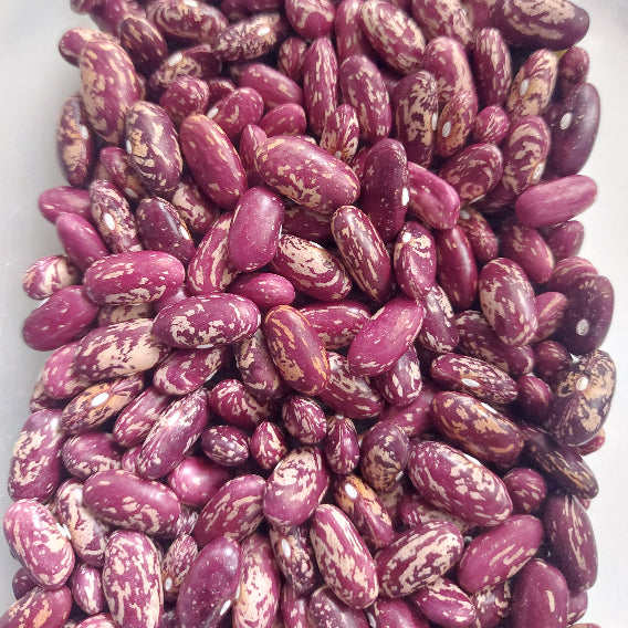 BEAN DWARF 'Prince Spanish Tolosana'