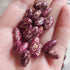 BEAN DWARF 'Prince Spanish Tolosana'