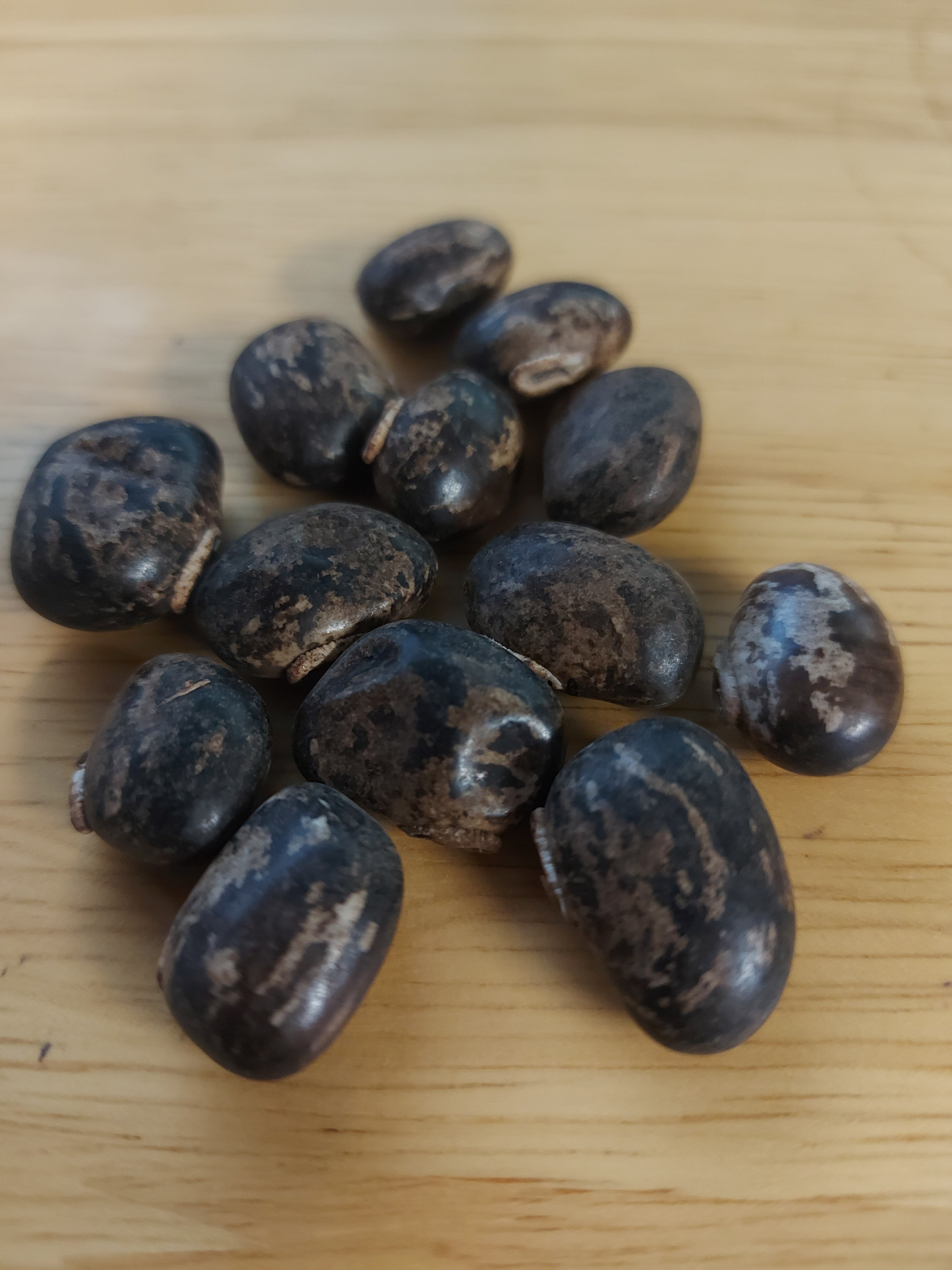 BEAN CLIMBING 'Velvet' seeds