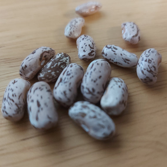 BEAN 'Willmar Pinto' seeds