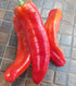CAPSICUM 'Italian Red' seeds