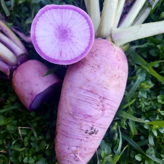 Purple radishes growing in green grass, with one radish cut in half to show its pale purple interior.