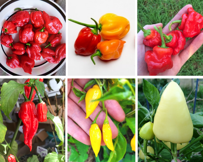 CHILLI VARIETY PACK -  HOT COLLECTION - 6 packets seeds