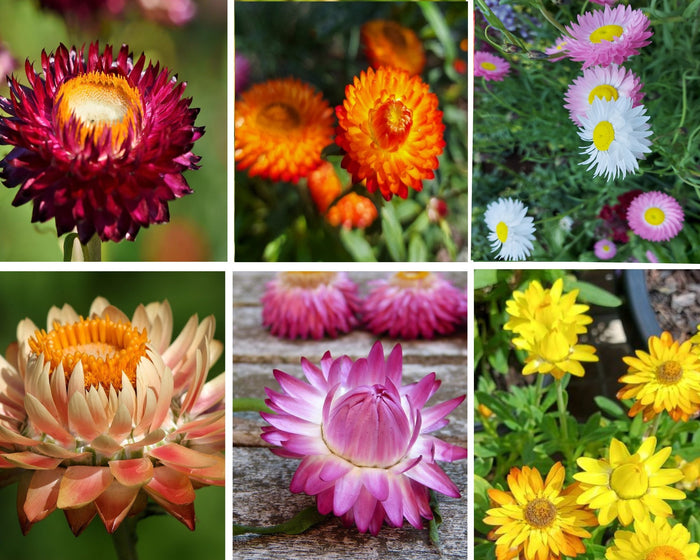 PAPER DAISY COLLECTION 6 packets / STRAWFLOWER / EVERLASTING DAISY seeds