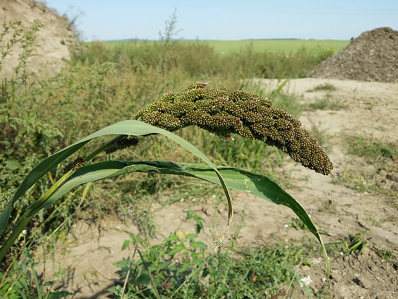 JAPANESE MILLET BULK 1kg / BIRD SEED / Grass seeds – Boondie Seeds