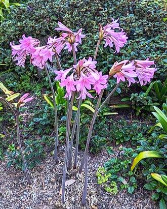 naked lady flower seeds BELLADONNA LILY / BARE NAKED LADIES 'Pink' Bulb / PLANT – Boondie Seeds