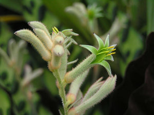 KANGAROO PAW 'Green' / ANIGOZANTHOS FLAVIDUS seeds *NATIVE*