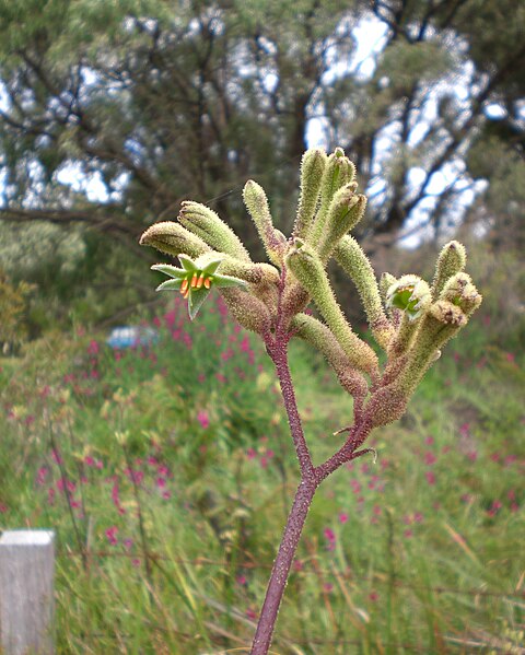 kangaroo paw plant seeds KANGAROO PAW 'Green' / ANIGOZANTHOS FLAVIDUS seeds *NATIVE* – Boondie Seeds