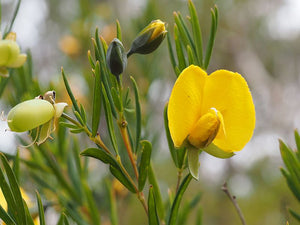 GOLDEN GLORY PEA seeds / Gompholobium latifolium *AUSTRALIAN NATIVE*