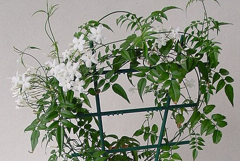 Potted jasmine with white flowers on a green trellis against a plain background