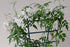 Potted jasmine with white flowers on a green trellis against a plain background