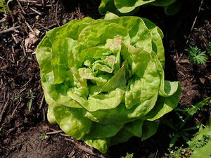 LETTUCE 'May Queen' seeds *Organic*