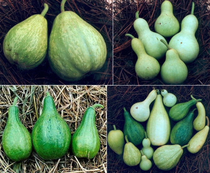 BOTTLE GOURD mixed seeds