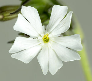 ROSE CAMPION Lychnis Coronaria 'White' seeds