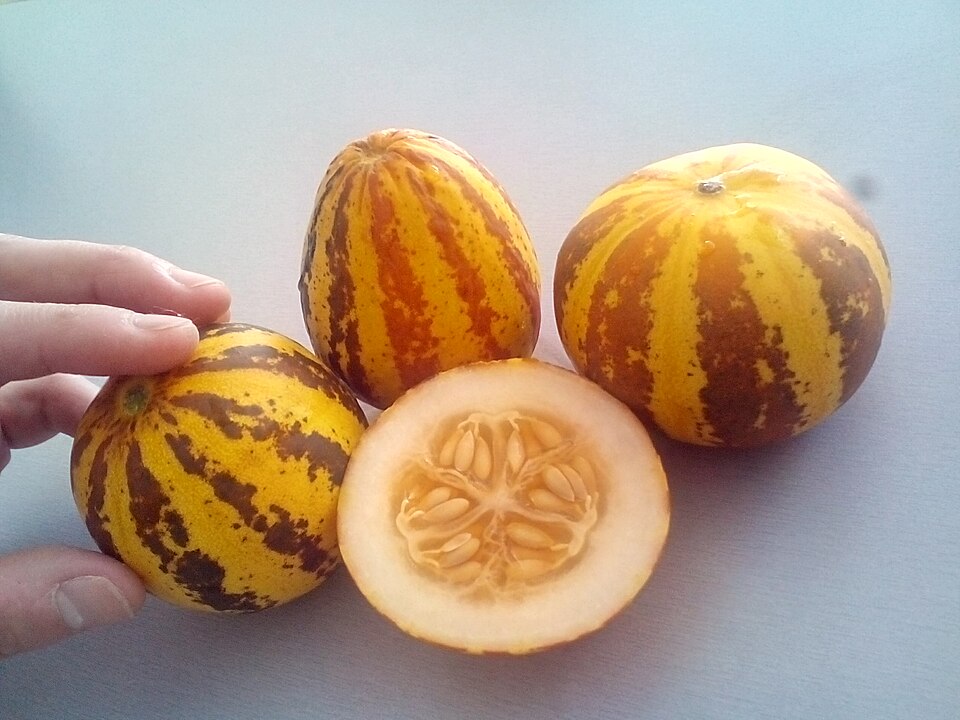 TIGGER MELON / Rockmelon seeds