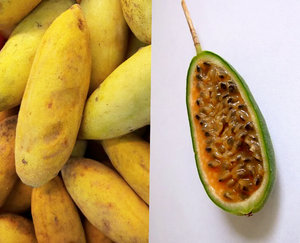 PASSIONFRUIT 'Banana' seeds