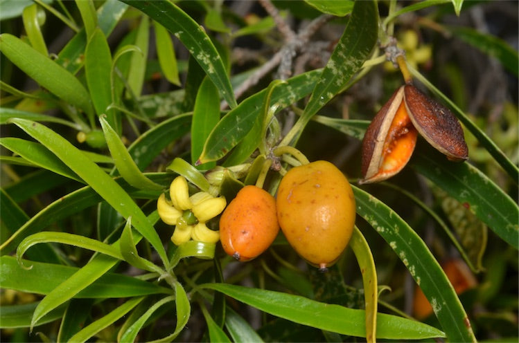 NATIVE APRICOT / Pittosporum angustifolium *AUSTRALIAN NATIVE* seeds
