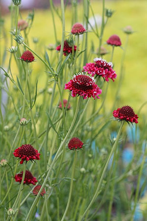 PINCUSHION FLOWER Tall Double Mix seeds
