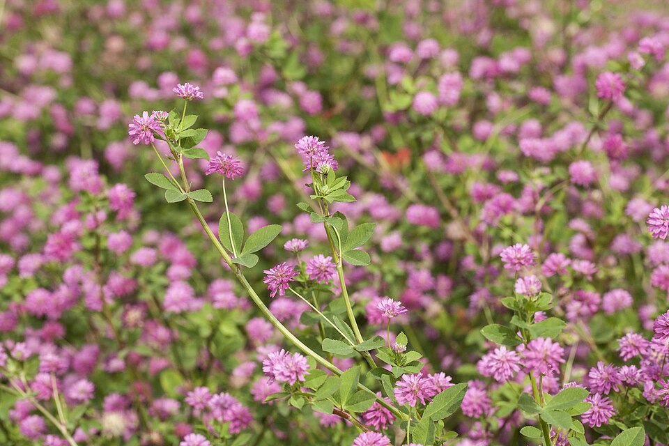 PERSIAN CLOVER seed - Green Manure / Beneficial Bug attracting / Pasture Grass seed