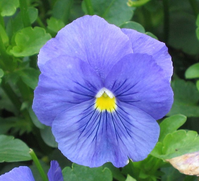 VIOLA 'Blue Perfection' / pansy seeds