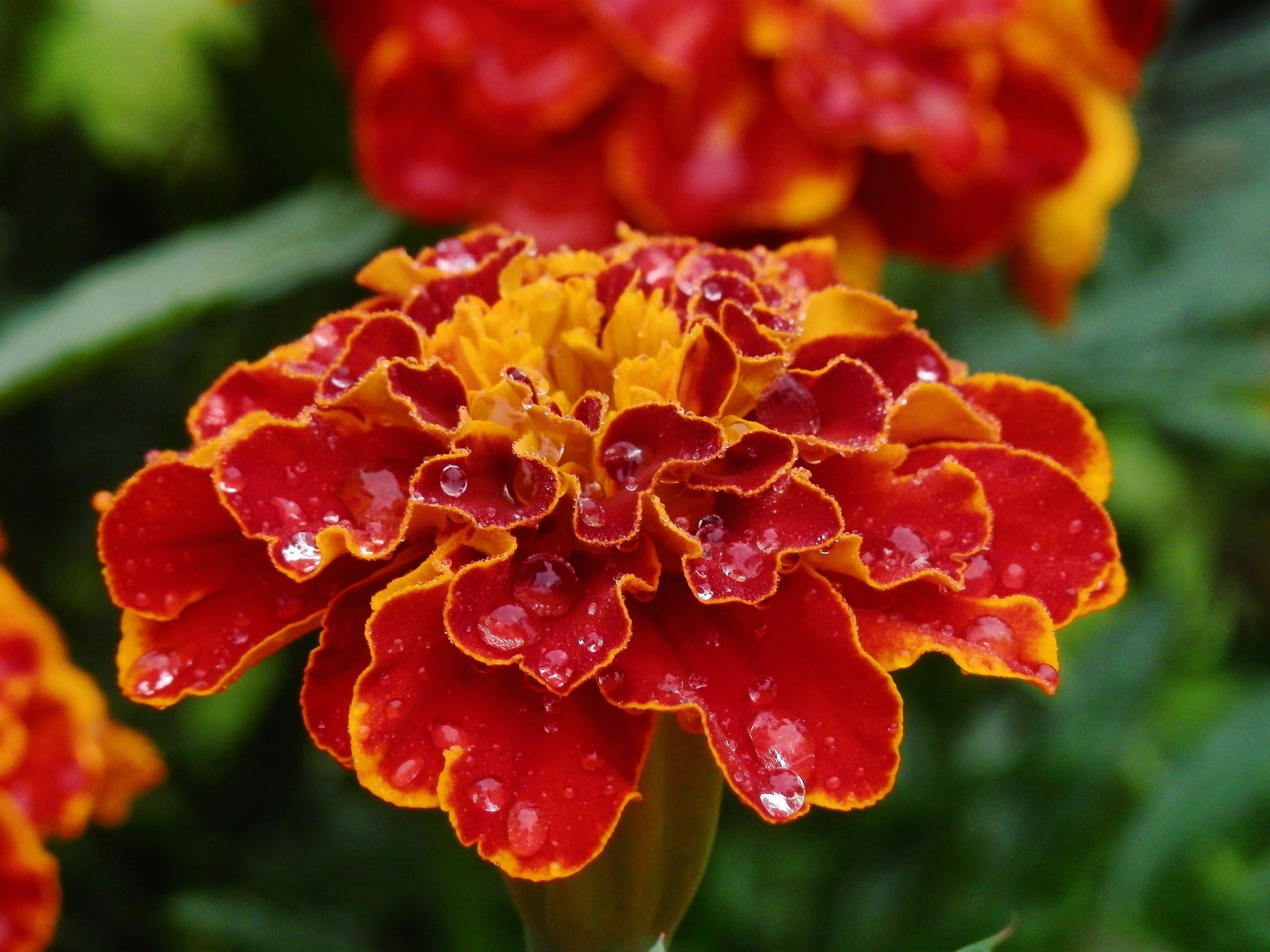 FRENCH MARIGOLD 'Double Red Cherry' seeds