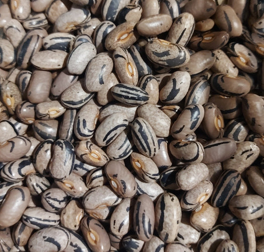 BEAN CLIMBING 'Zebra' seeds