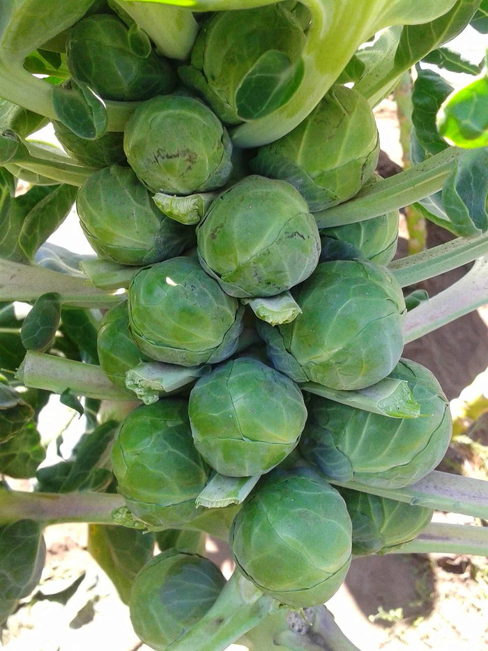 BRUSSELS SPROUTS 'Long Island Improved' seeds