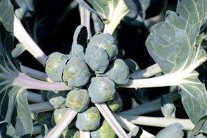 BRUSSELS SPROUTS 'Groninger' seeds