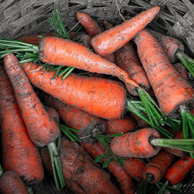 Basket filled with fresh carrots with green tops