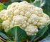 CAULIFLOWER 'Mini' seeds
